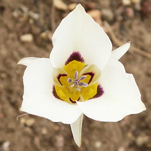 Calochortus bruneaunis