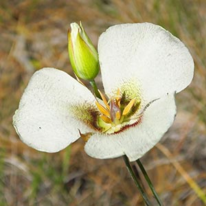 Calochortus howellii