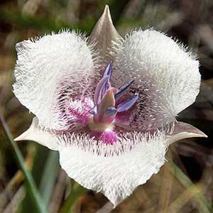 Calochortus tolmiei