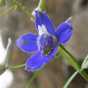 Delphinium basalticum