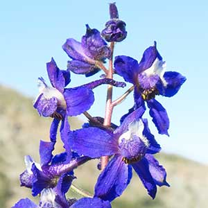 Delphinium glareosum