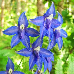 Delphinium trolliifolium