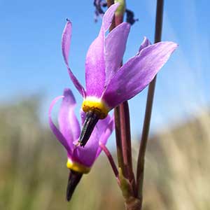 Dodecatheon conjugens