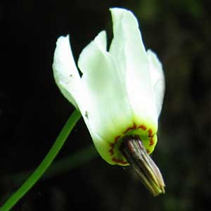 Dodecatheon dentatum