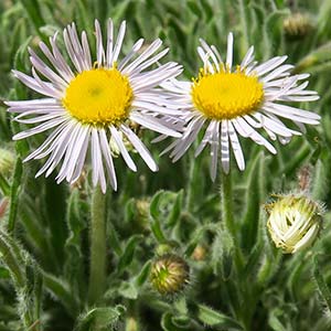 Erigeron disparipilus