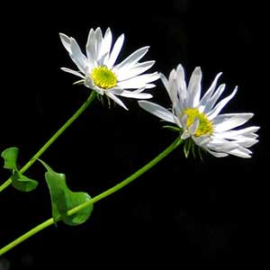 Erigeron howellii