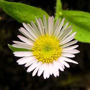 Erigeron oreganus