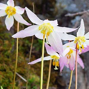 Erythronium elegans