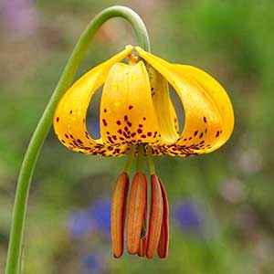 Lilium columbianum