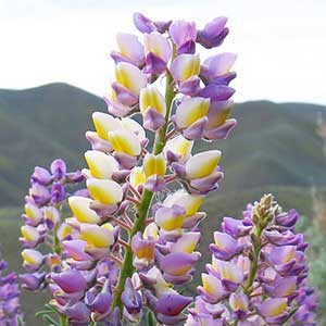 Lupinus arbustus