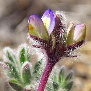 Lupinus brevicaulis